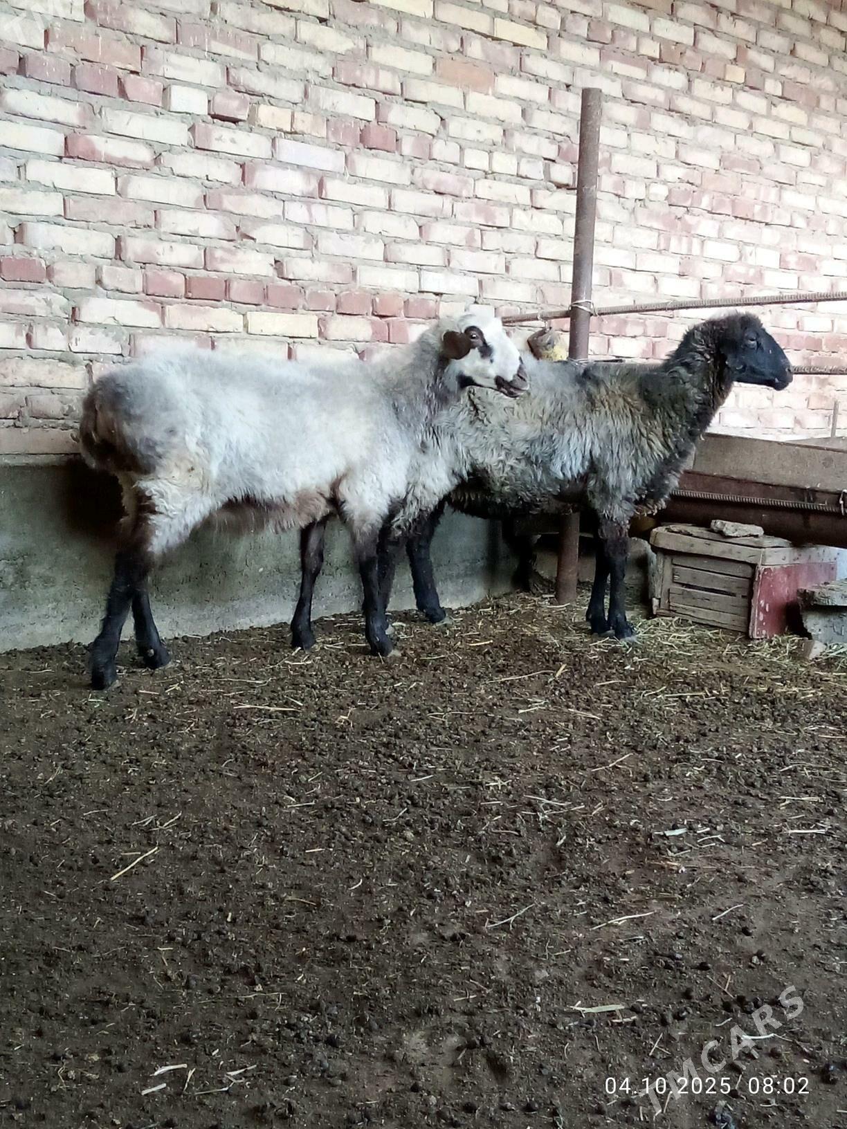 Goýunlar Ýaş Gurat - Gökdepe - img 4