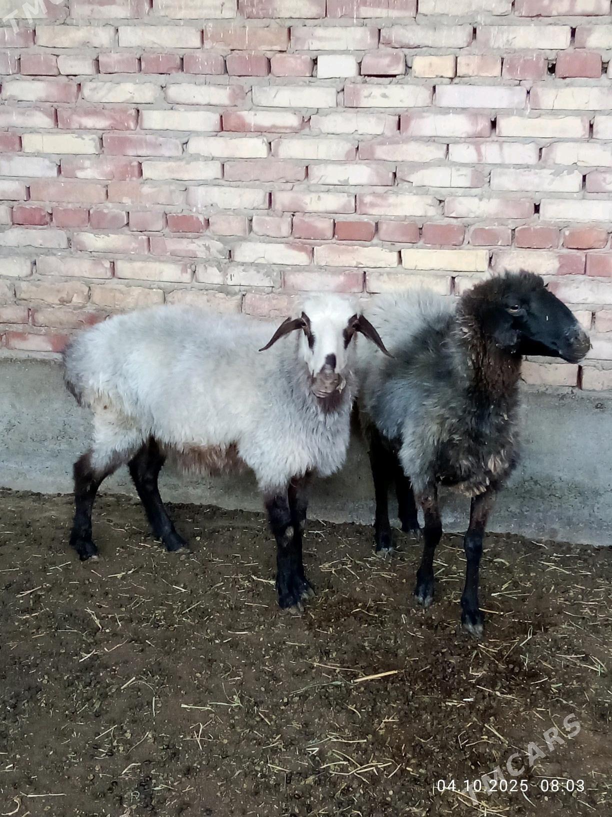 Goýunlar Ýaş Gurat - Gökdepe - img 2