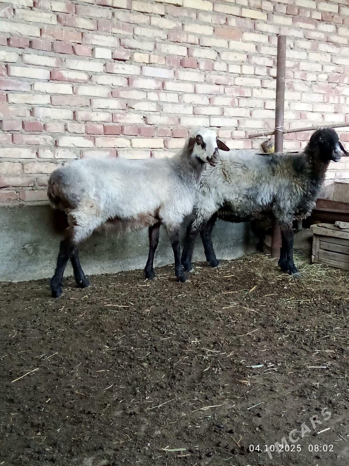 Goýunlar Ýaş Gurat - Gökdepe - img 5