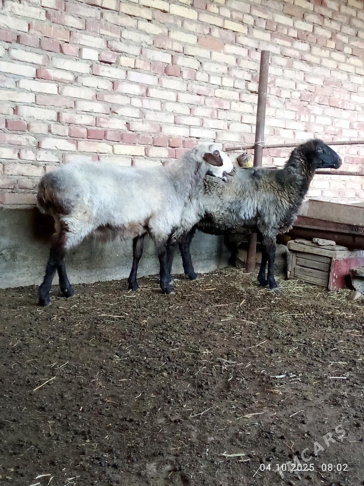 Goýunlar Ýaş Gurat - Gökdepe - img 3