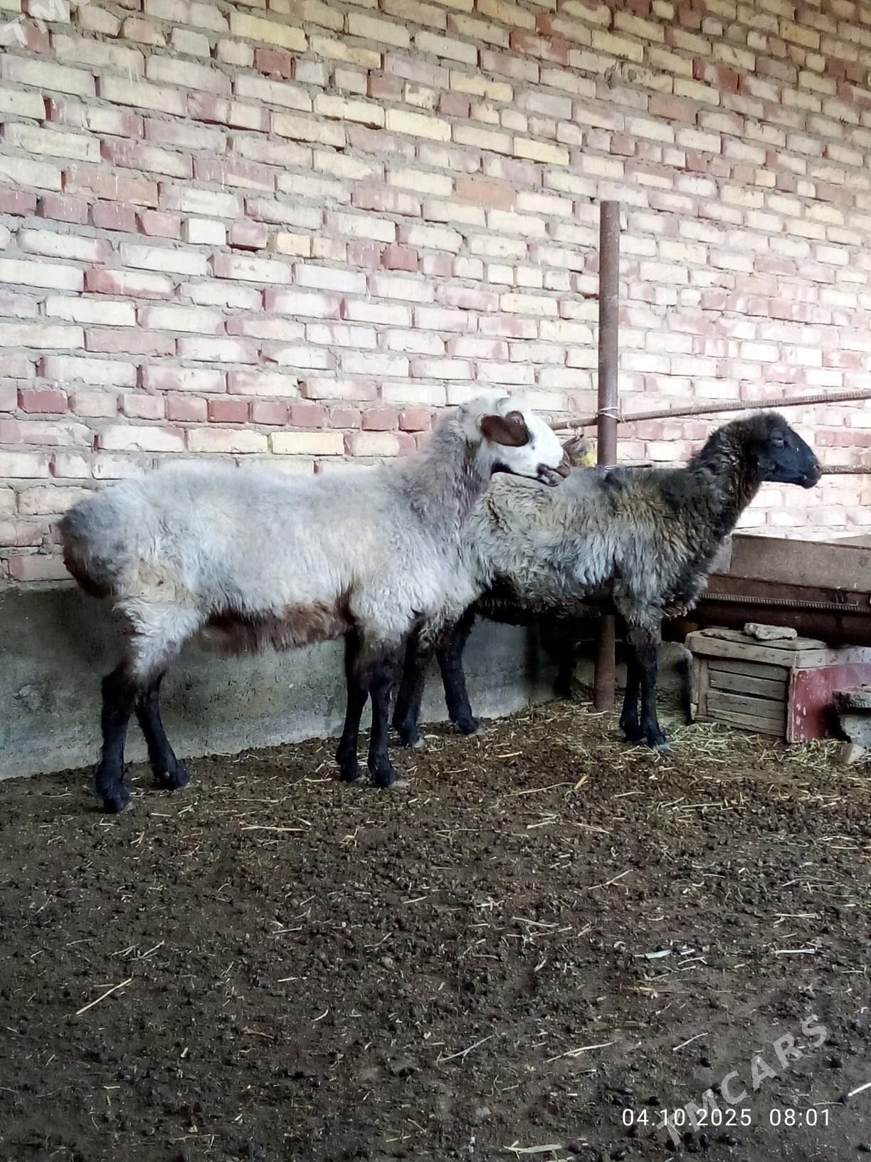 Goýunlar Ýaş Gurat - Gökdepe - img 8