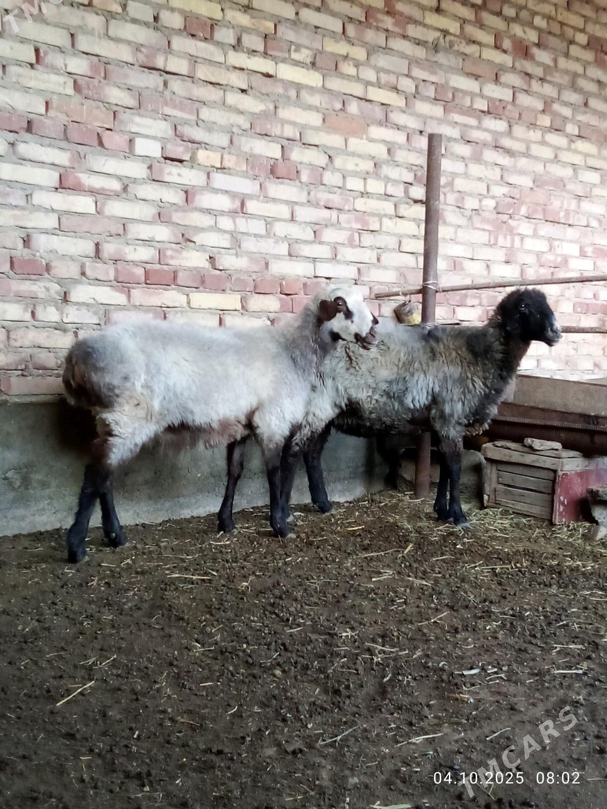 Goýunlar Ýaş Gurat - Gökdepe - img 6