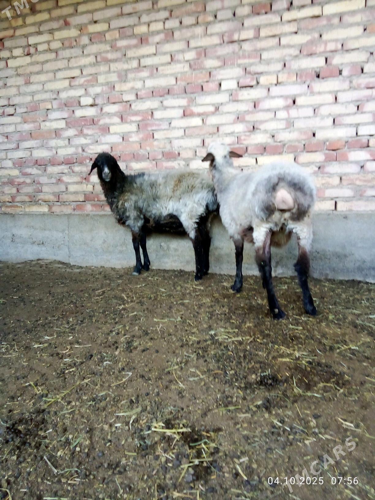 Goýunlar Ýaş Gurat - Gökdepe - img 10