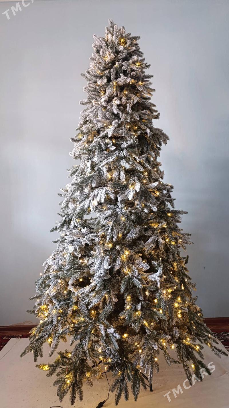 Yolka 2.40 - Gyzylarbat - img 2