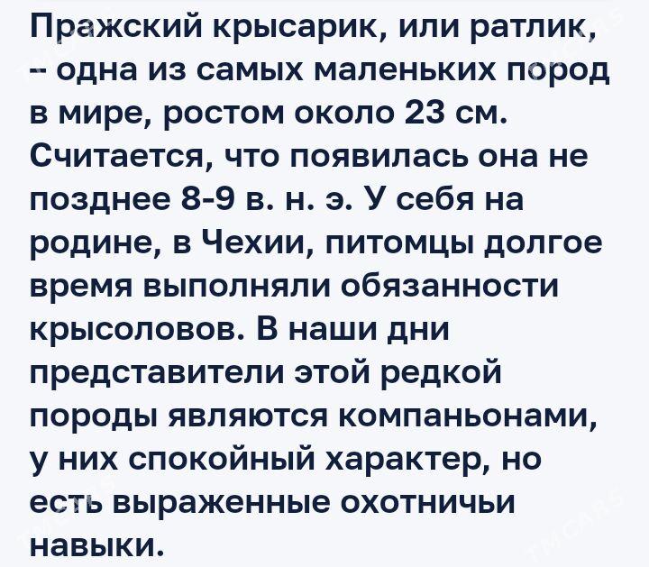 Щенки Пражского крысарика - Ашхабад - img 3
