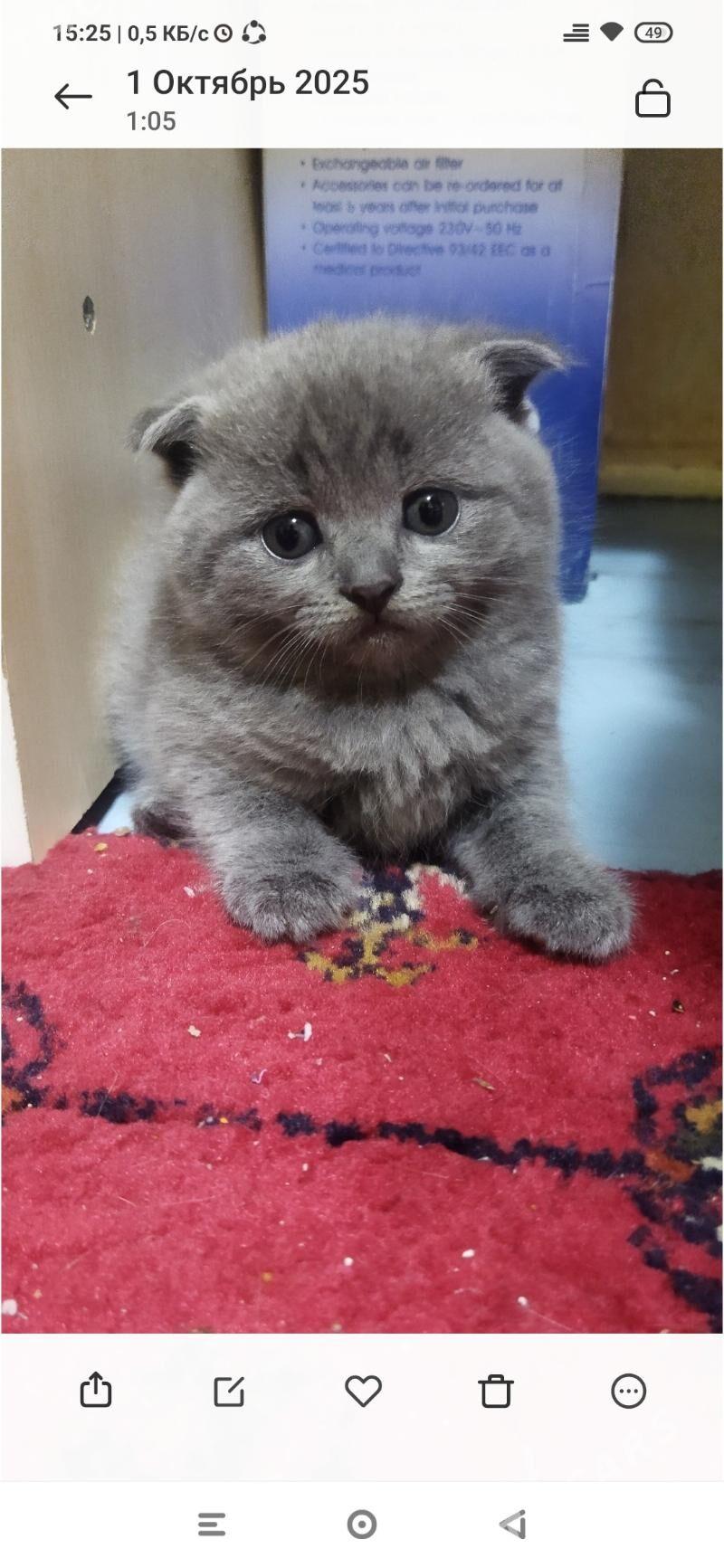 Котята шотландские - Türkmenabat - img 3