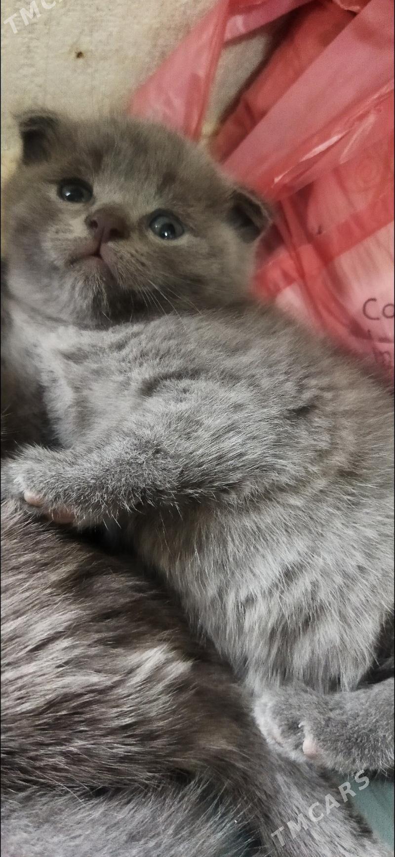 Котята шотландские - Türkmenabat - img 5