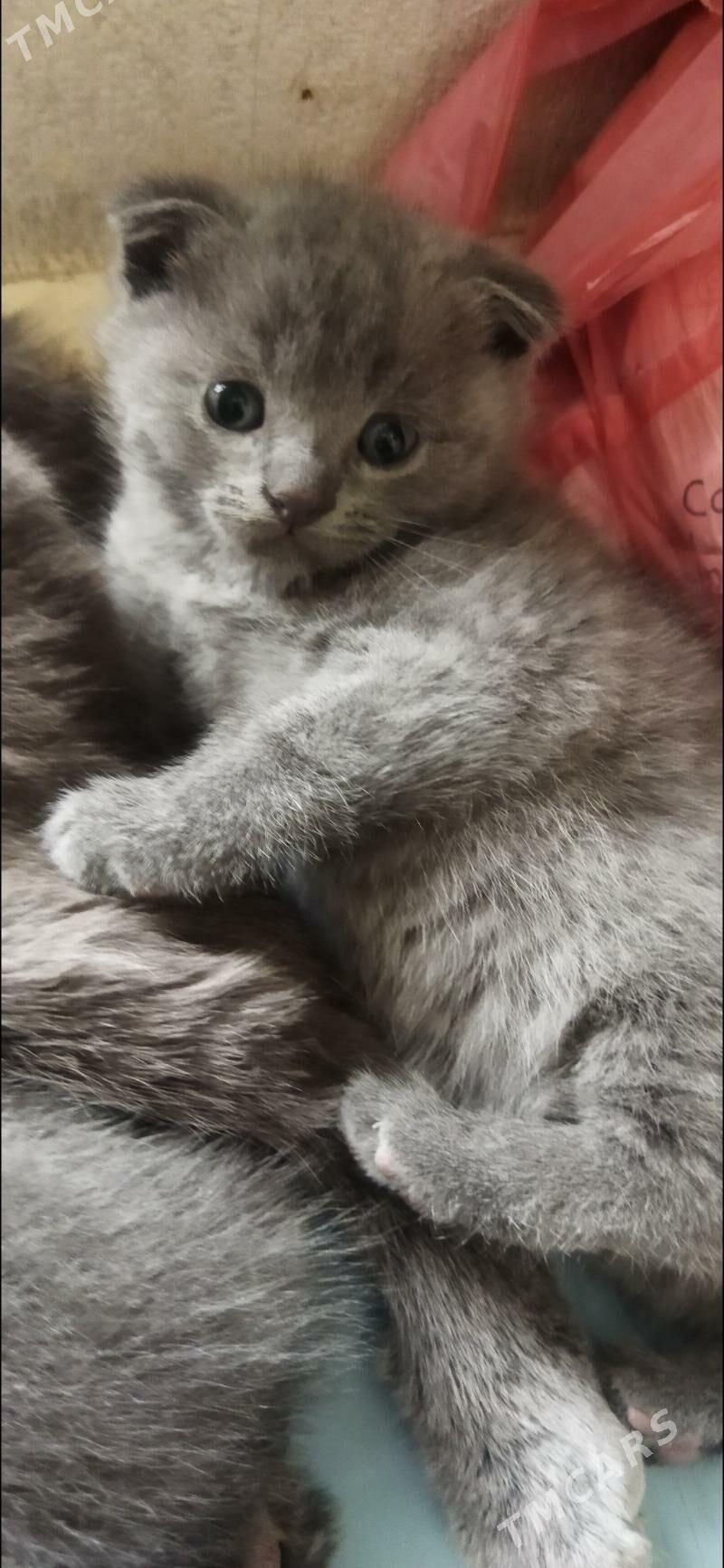 Котята шотландские - Türkmenabat - img 6