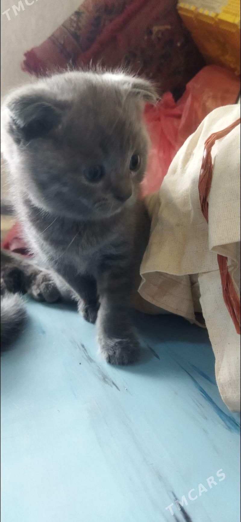 Котята шотландские - Türkmenabat - img 2