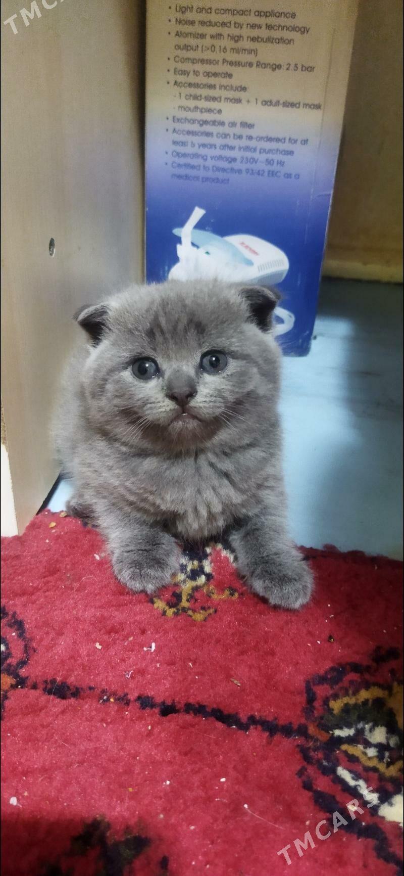 Котята шотландские - Türkmenabat - img 4