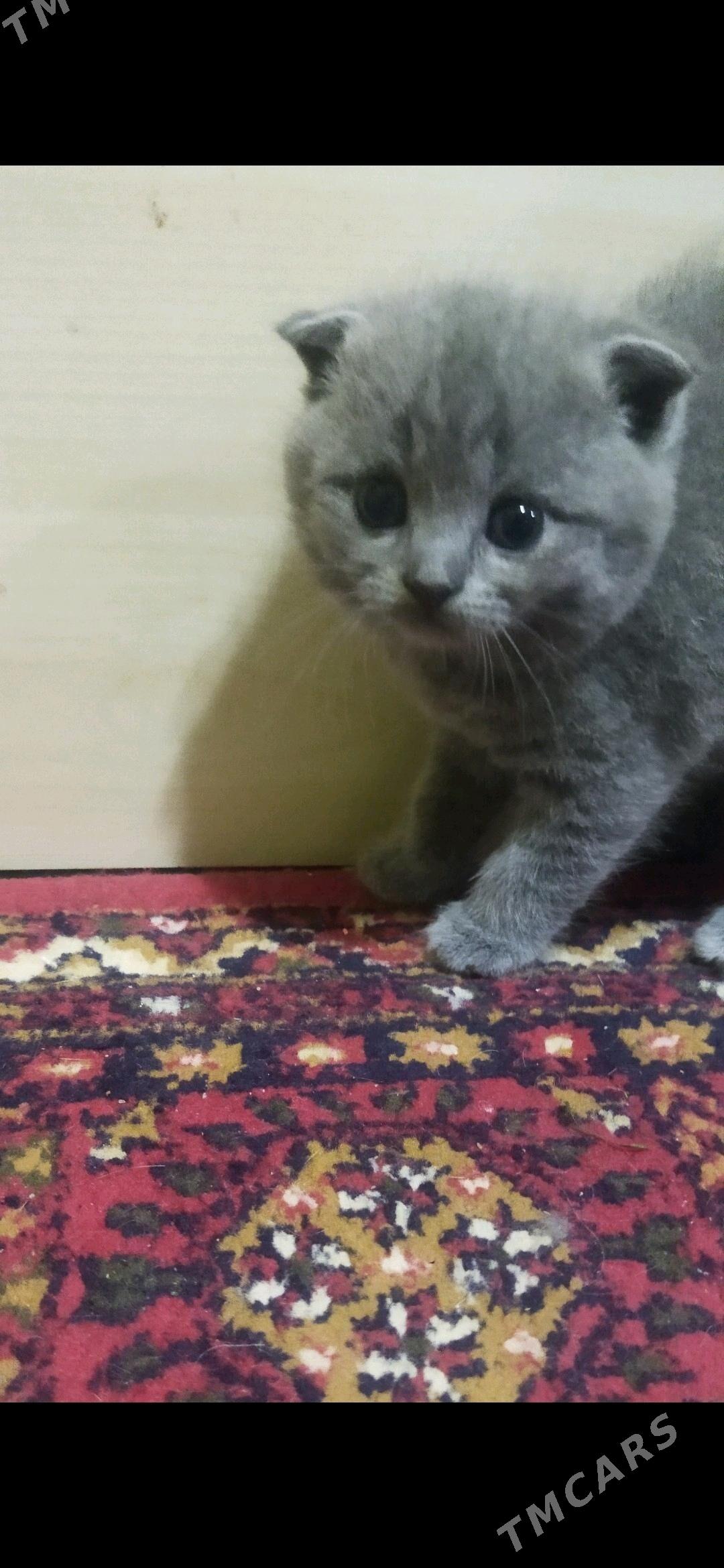 Котята шотландские - Türkmenabat - img 7