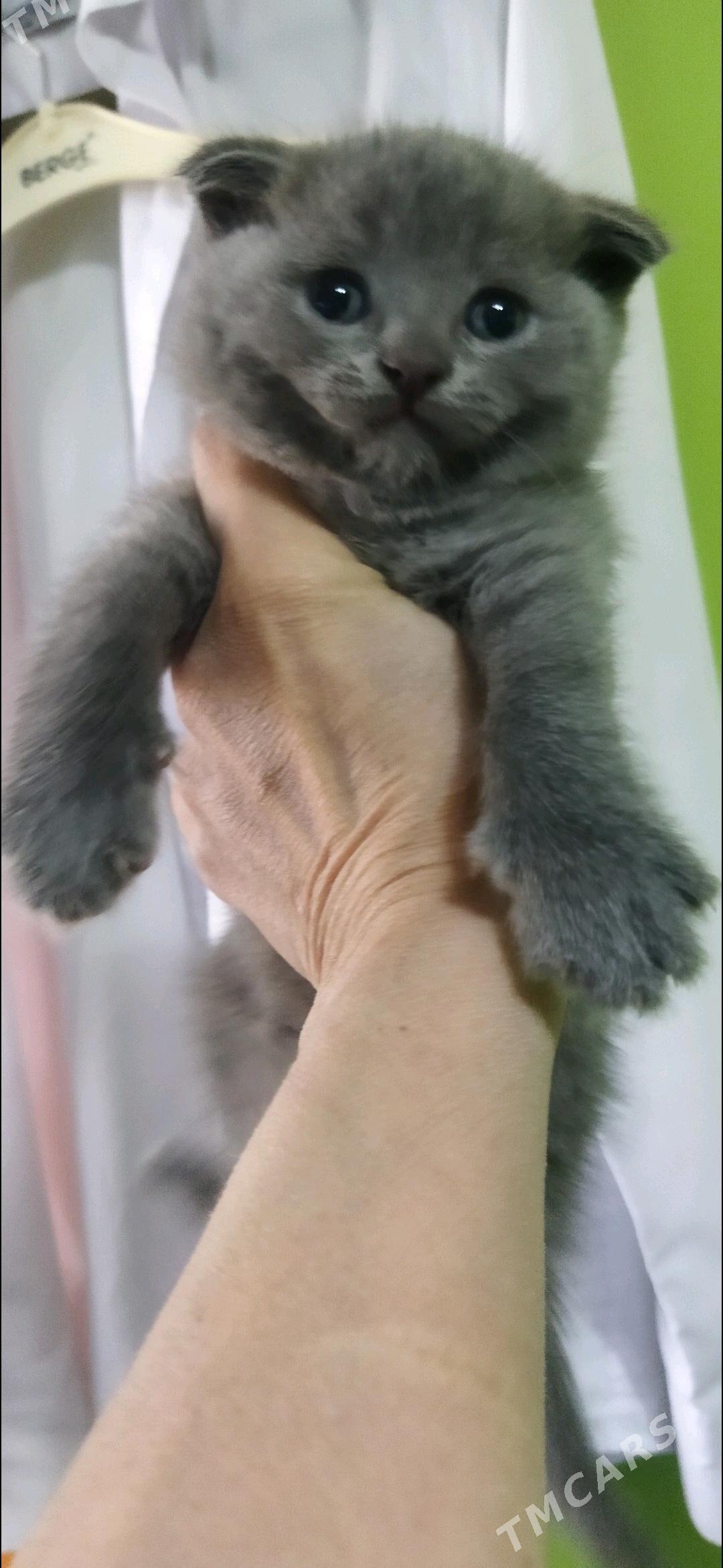 Котята шотландские - Türkmenabat - img 8