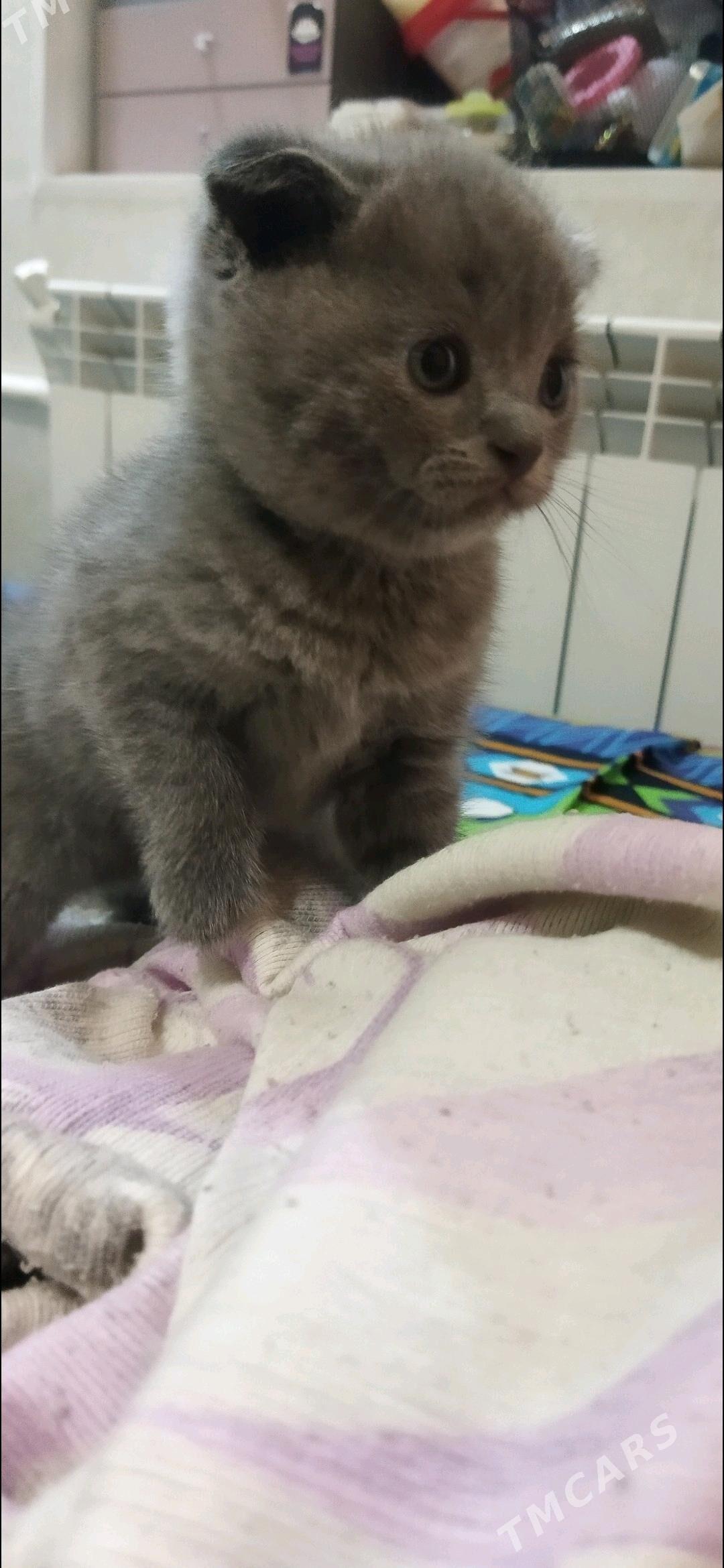 Котята шотландские - Türkmenabat - img 9