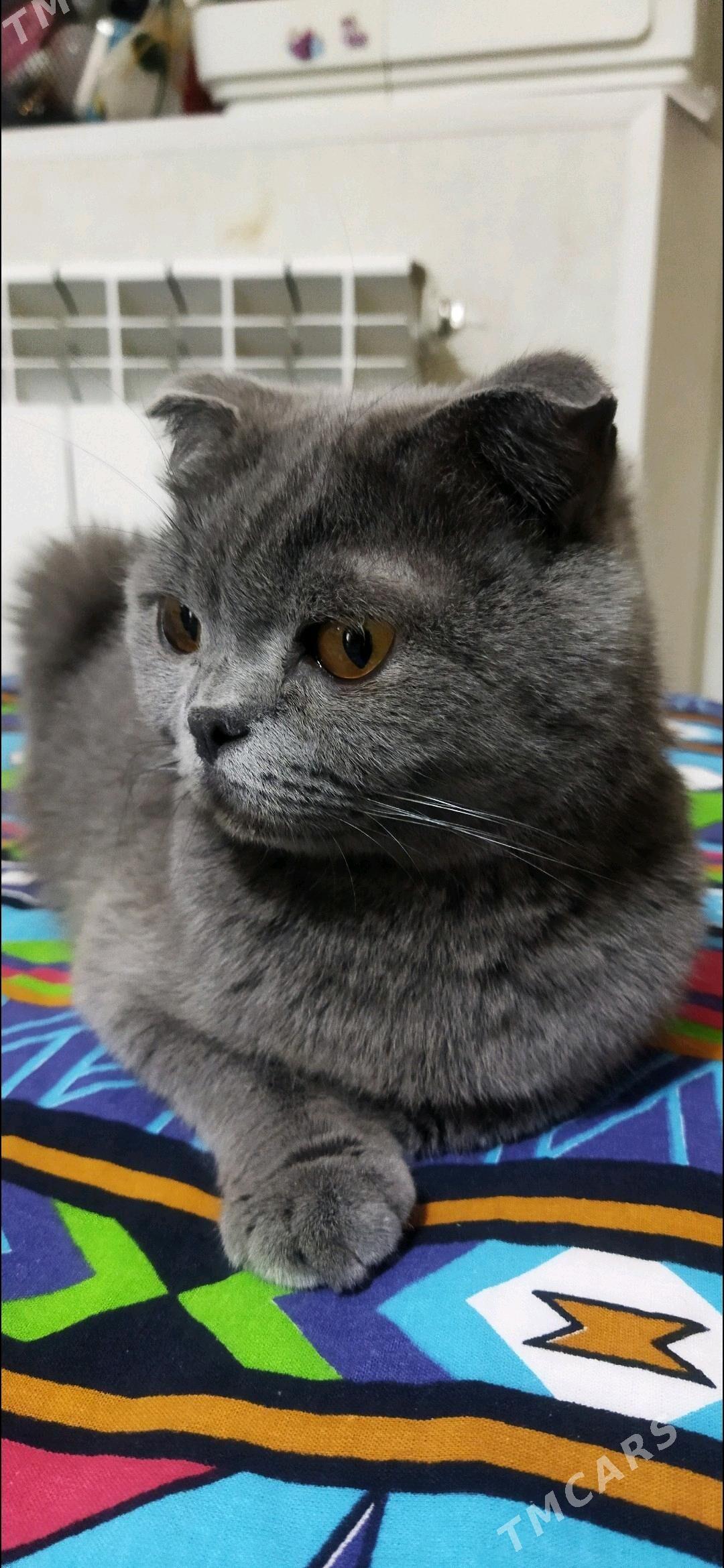 Котята шотландские - Türkmenabat - img 10