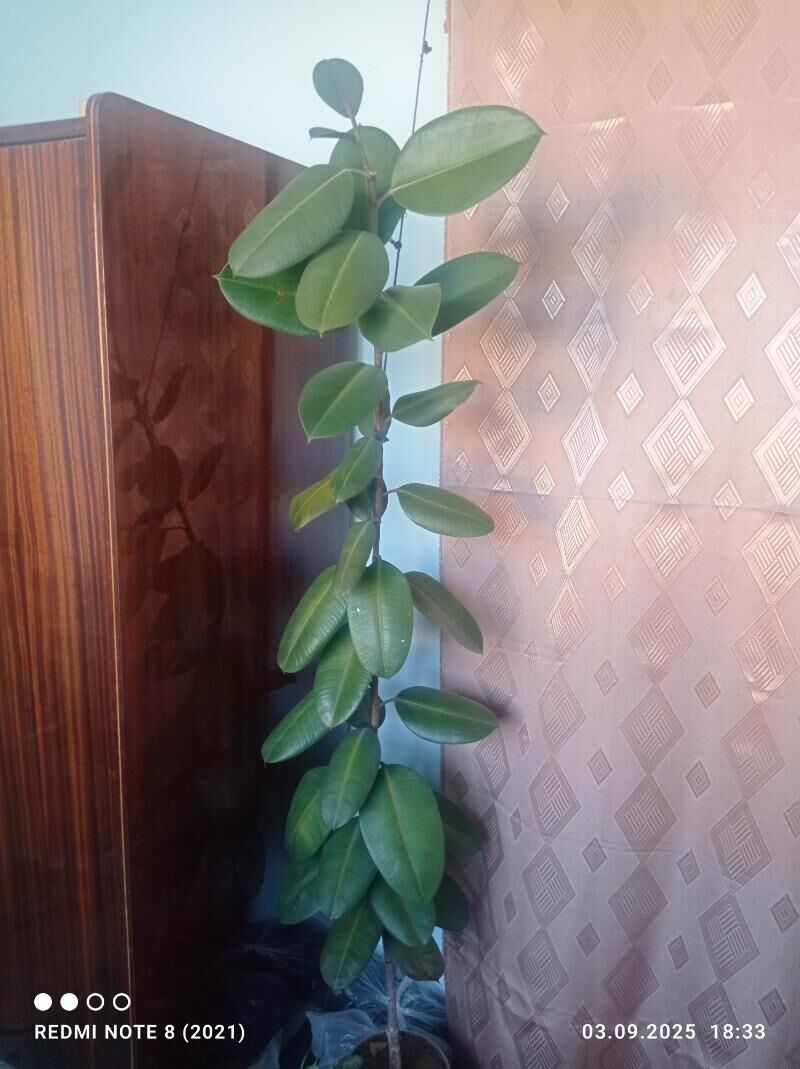 комнатные цветы - Гызыларбат - img 4