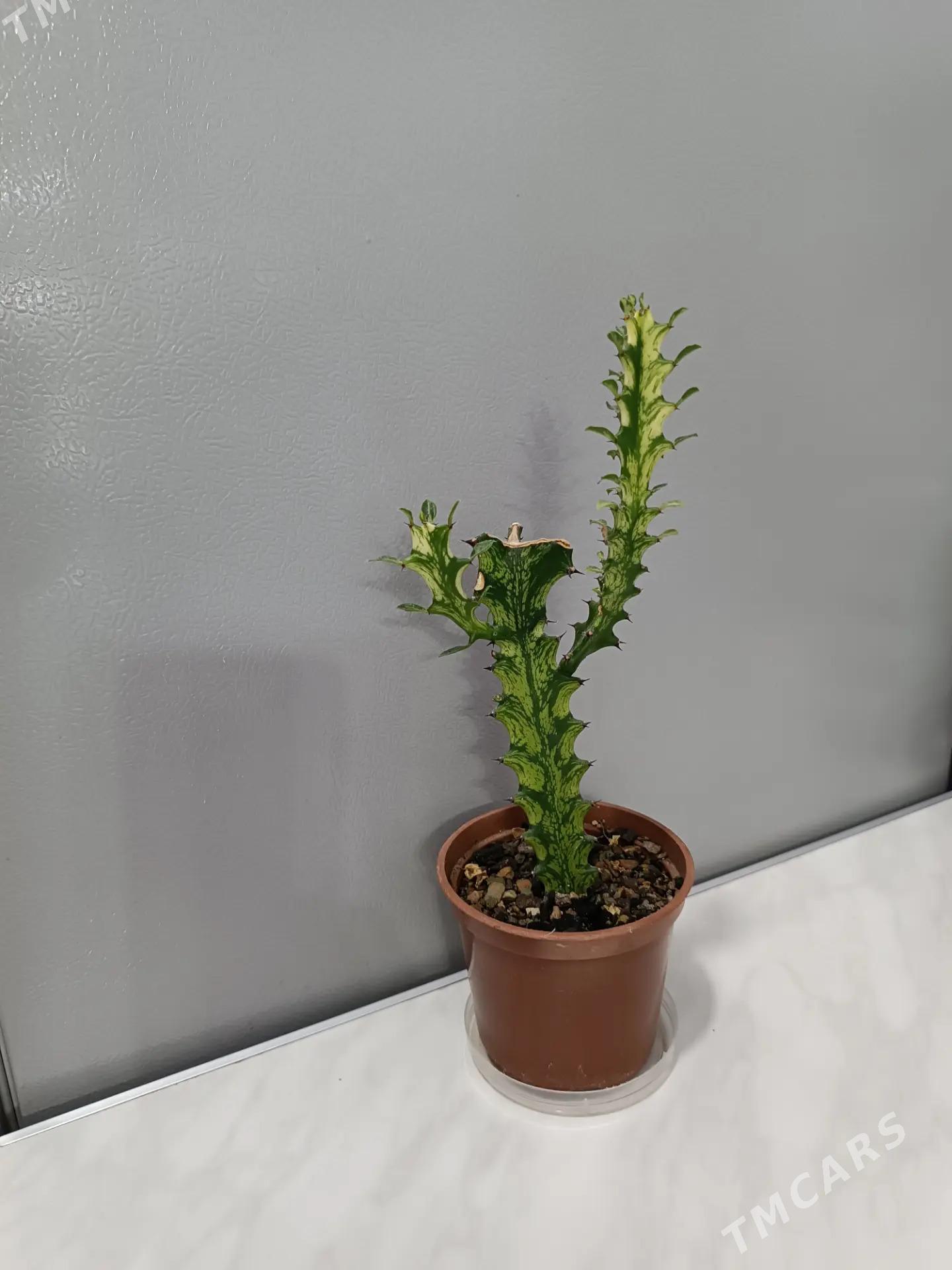 МОЛОЧАЙ - Aşgabat - img 2