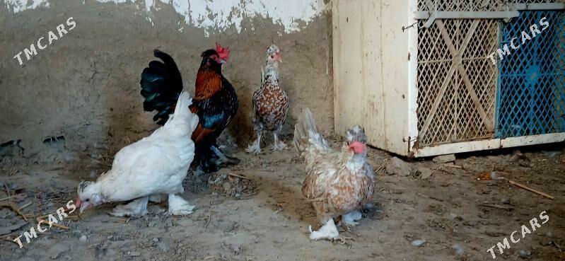 karlik - Бахарден - img 2