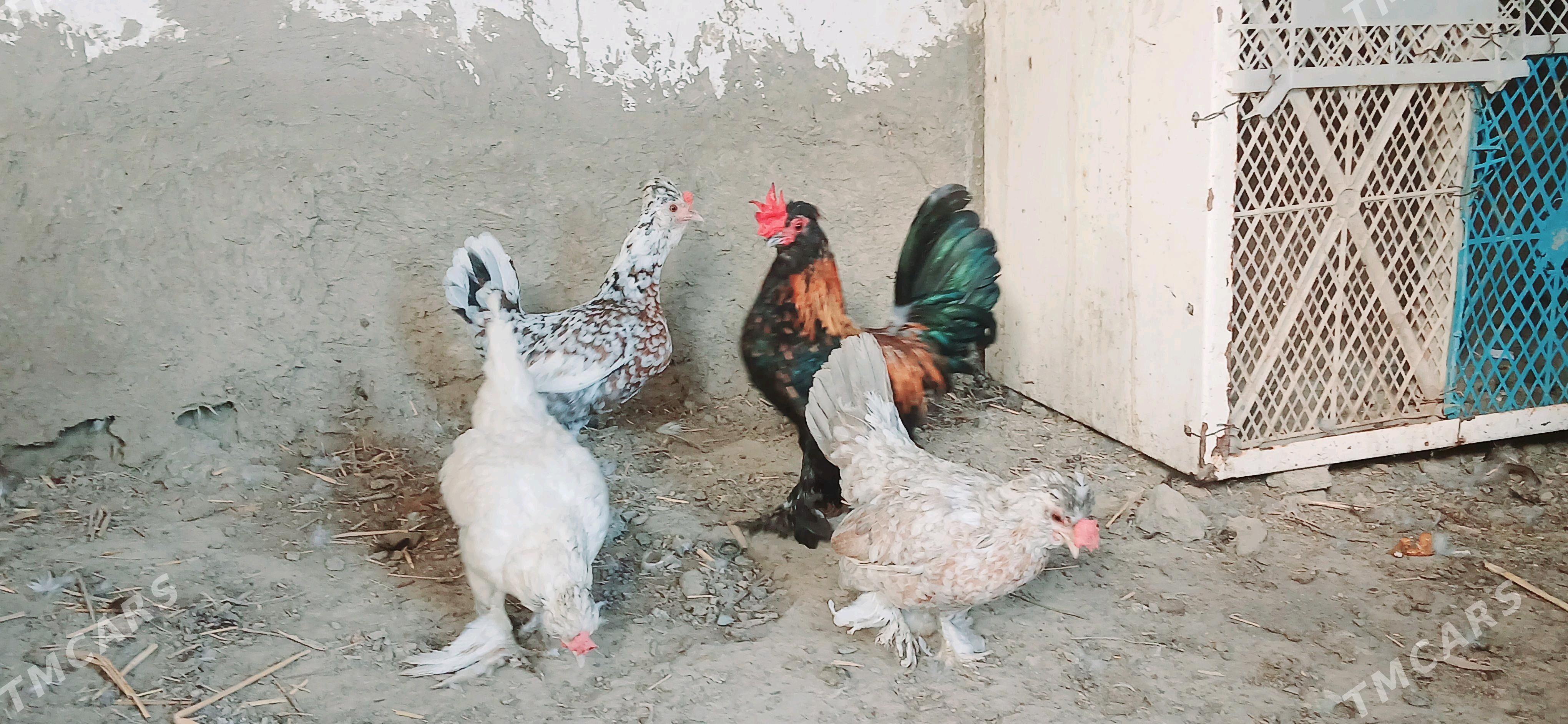 karlik - Бахарден - img 3