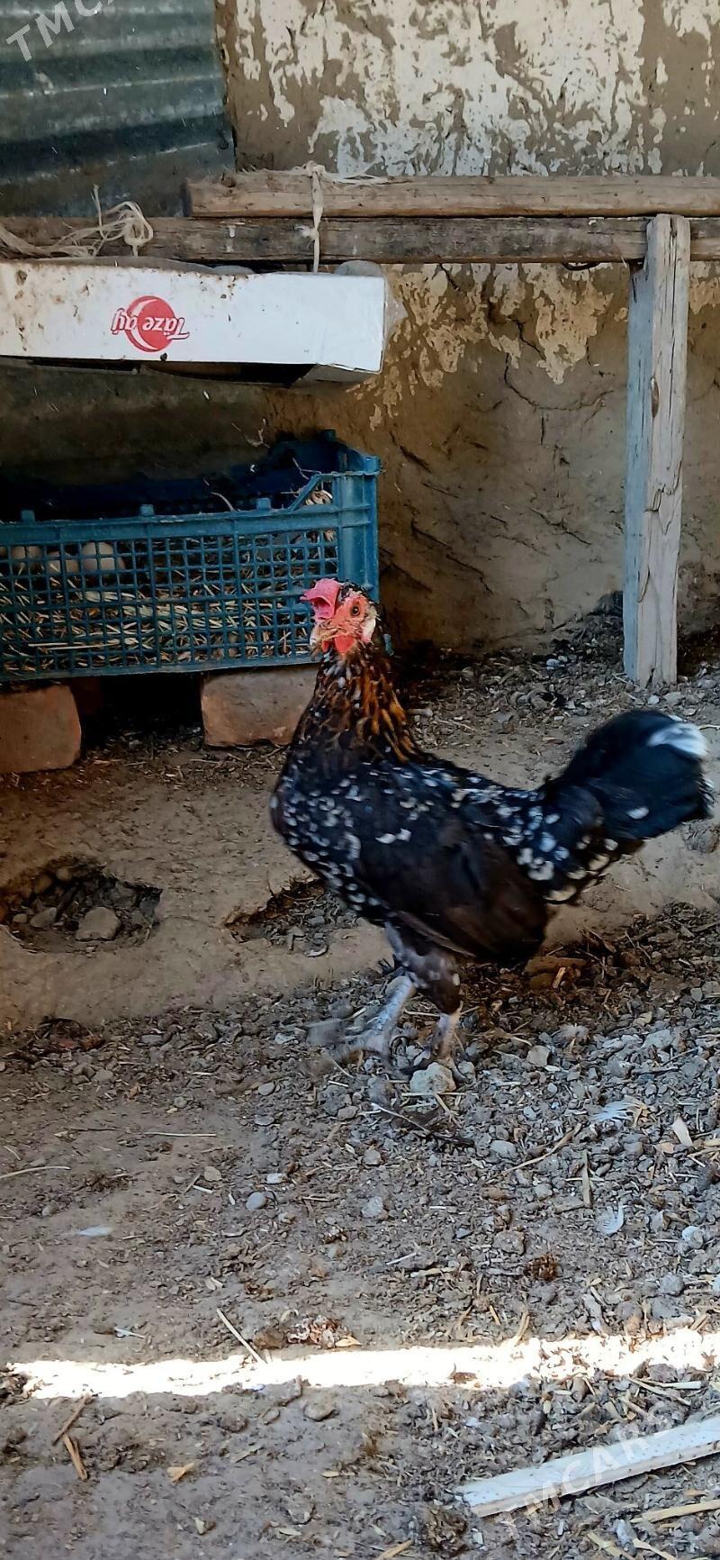 karlik - Бахарден - img 4