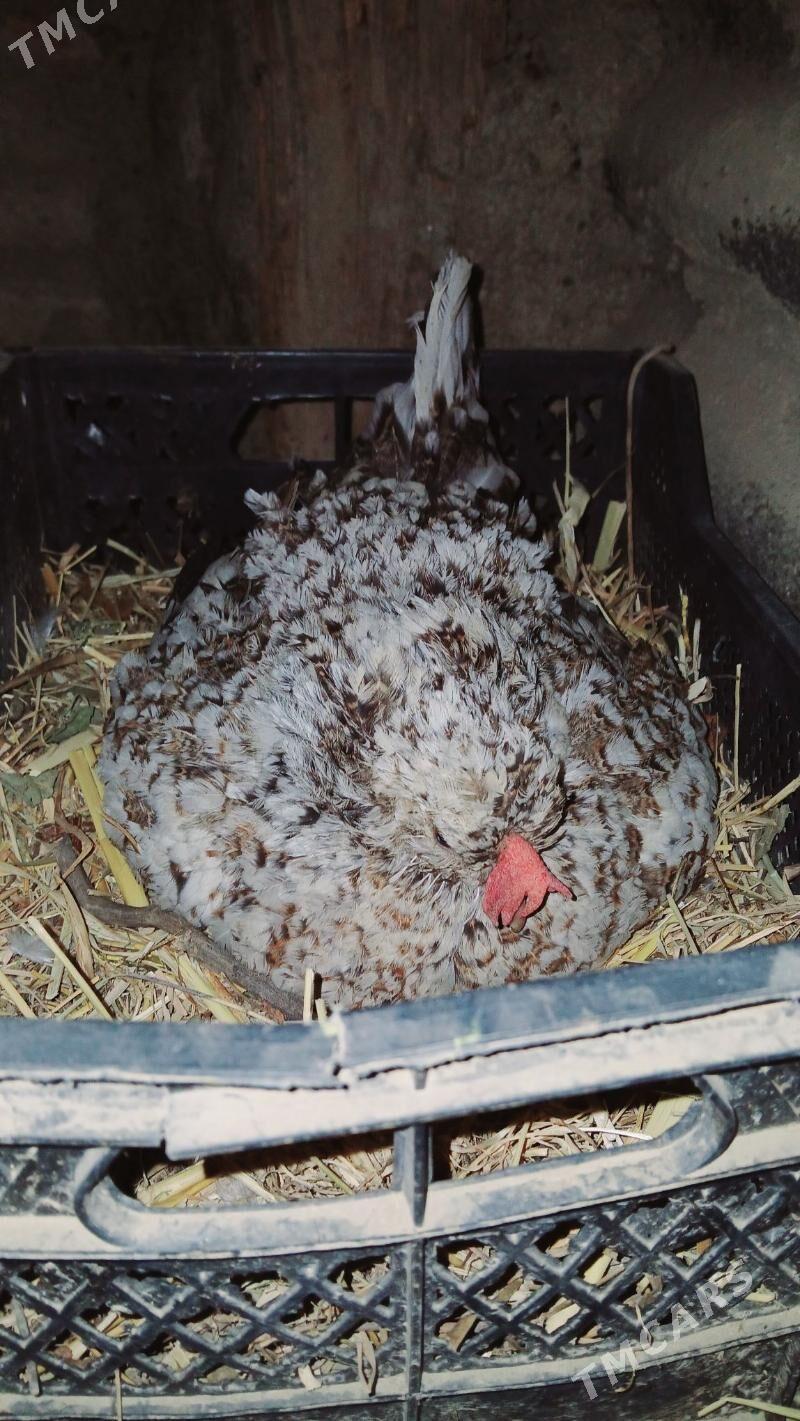 karlik - Бахарден - img 5