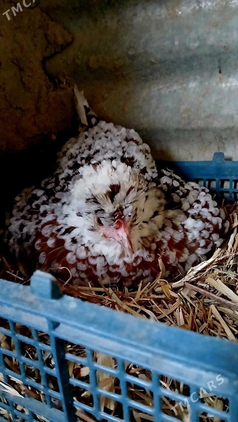 karlik - Бахарден - img 6