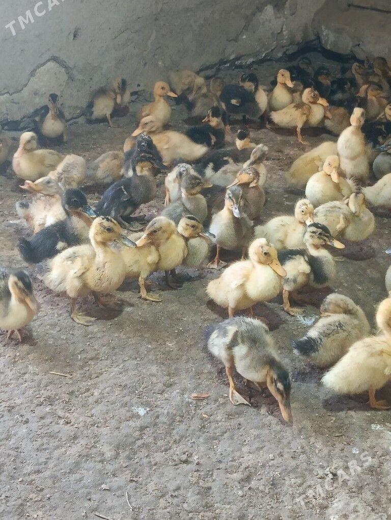 ýaşylbaş ördek jüýje - Türkmengala - img 5