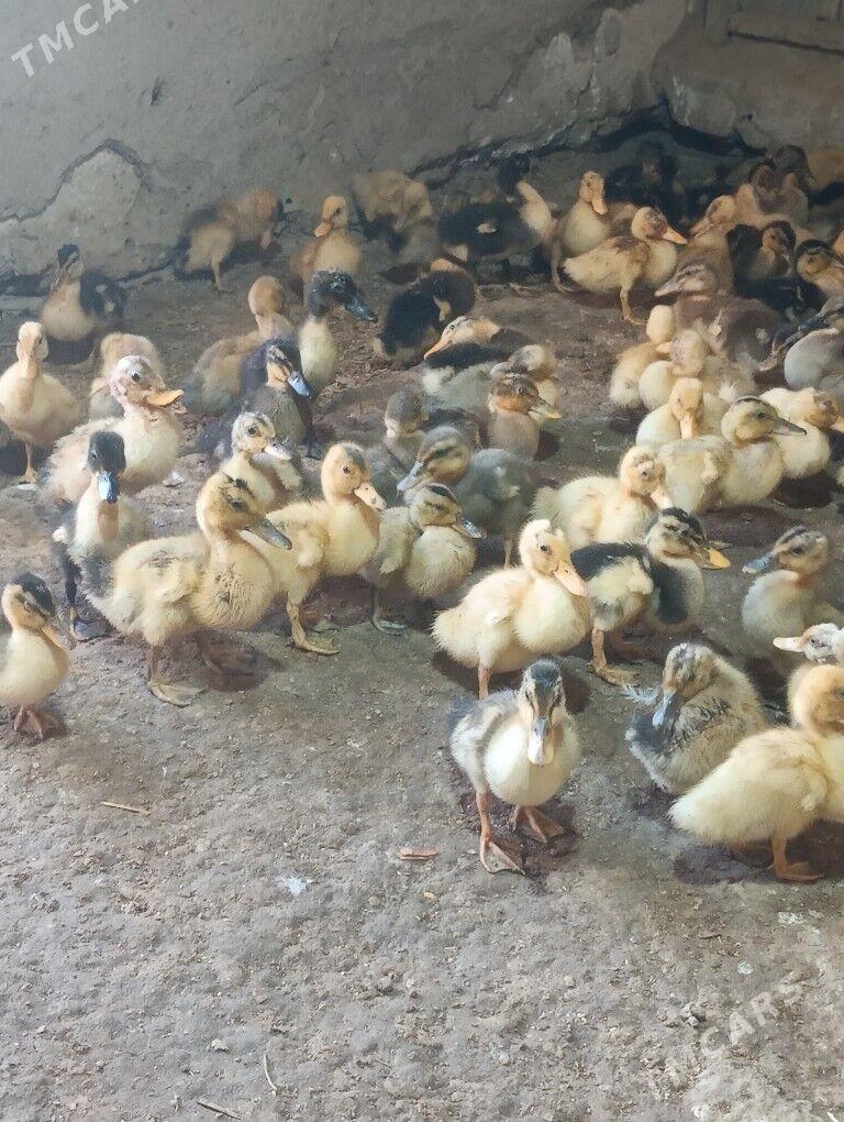 ýaşylbaş ördek jüýje - Türkmengala - img 3