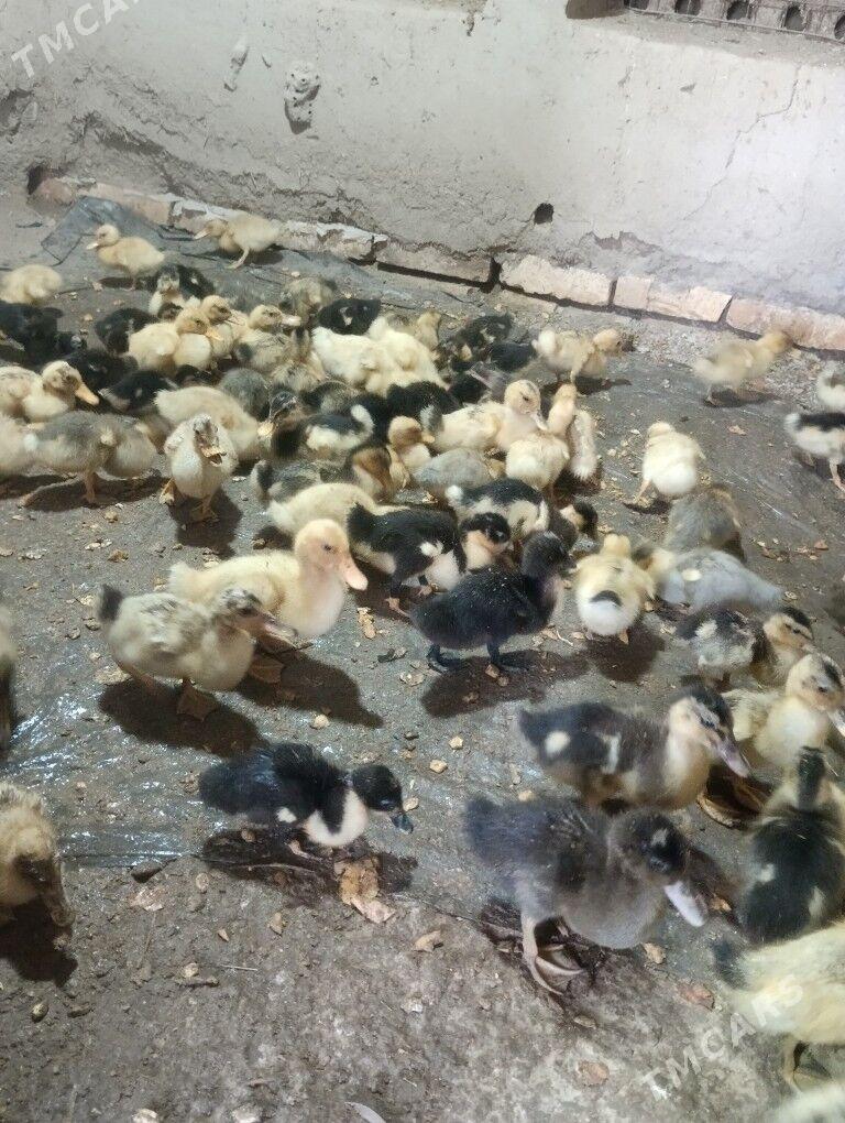 ýaşylbaş ördek jüýje - Türkmengala - img 2