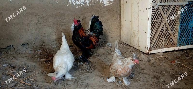 karlik - Бахарден - img 7