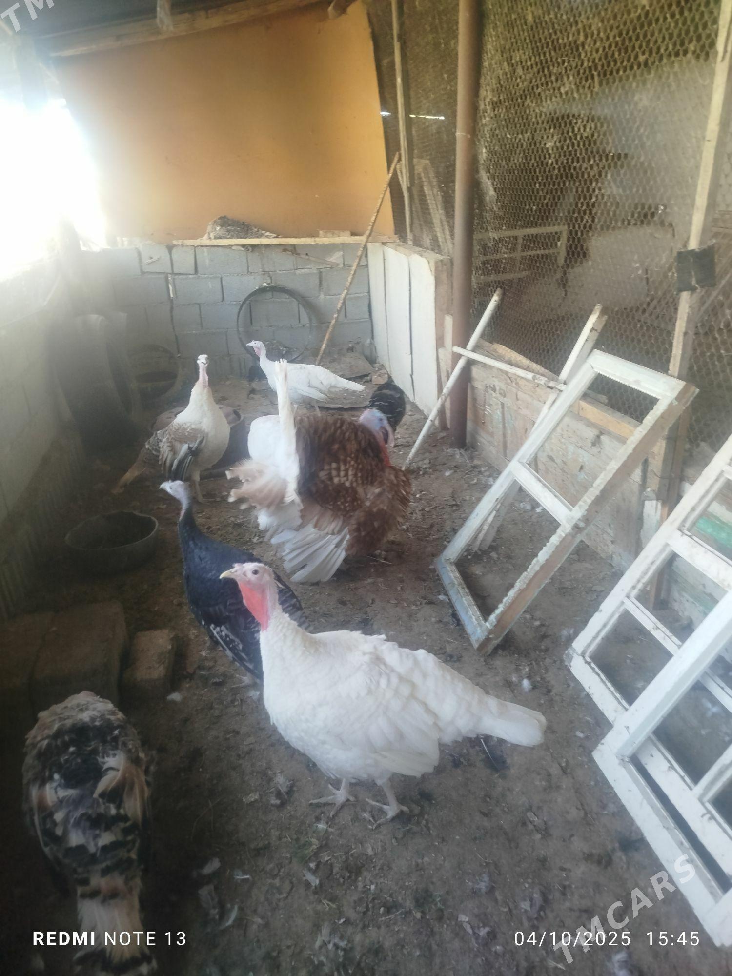 GUŞ İNDUkGUŞ İNDUK - Ашхабад - img 2
