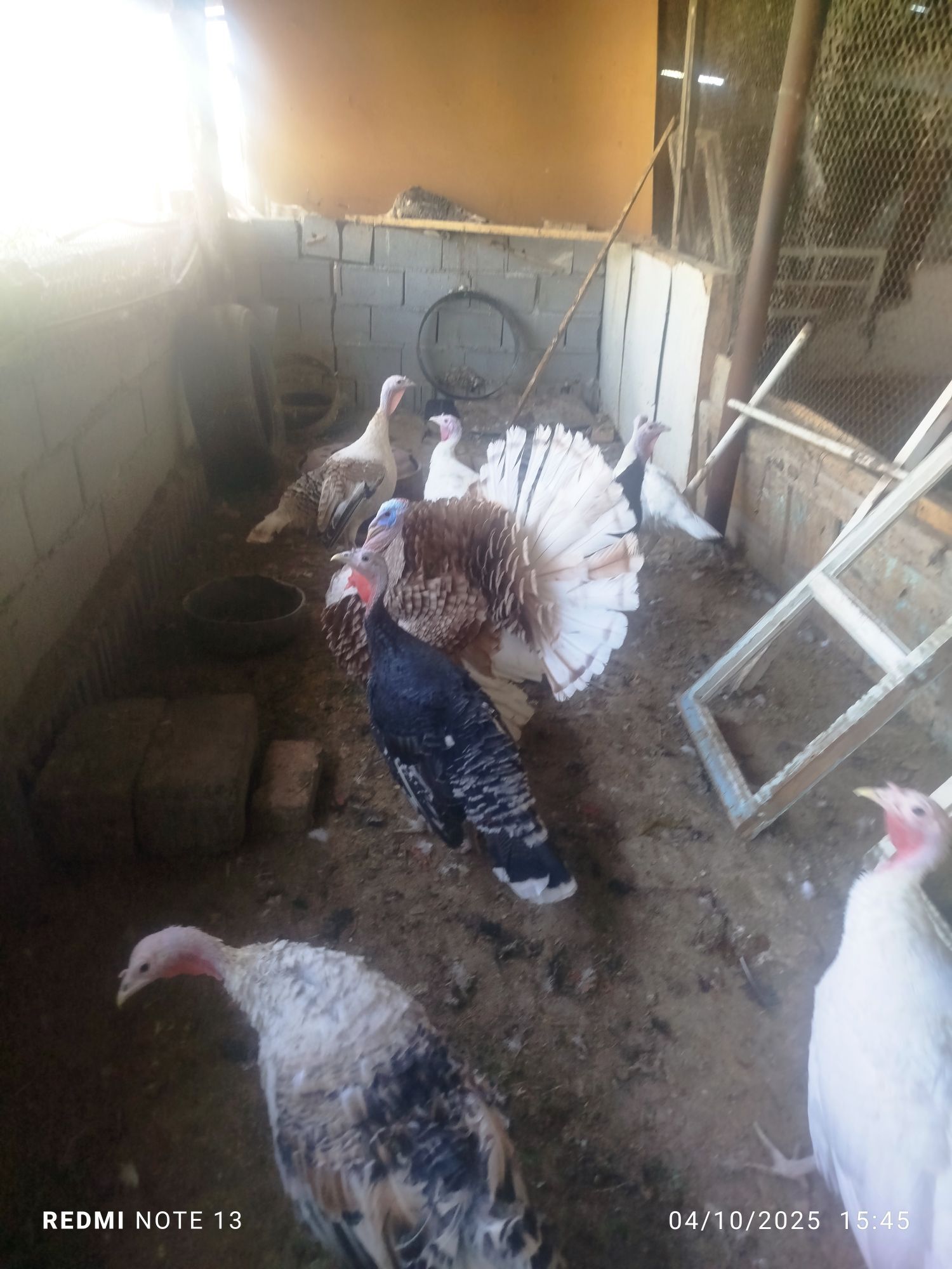 GUŞ İNDUkGUŞ İNDUK - Ашхабад - img 4