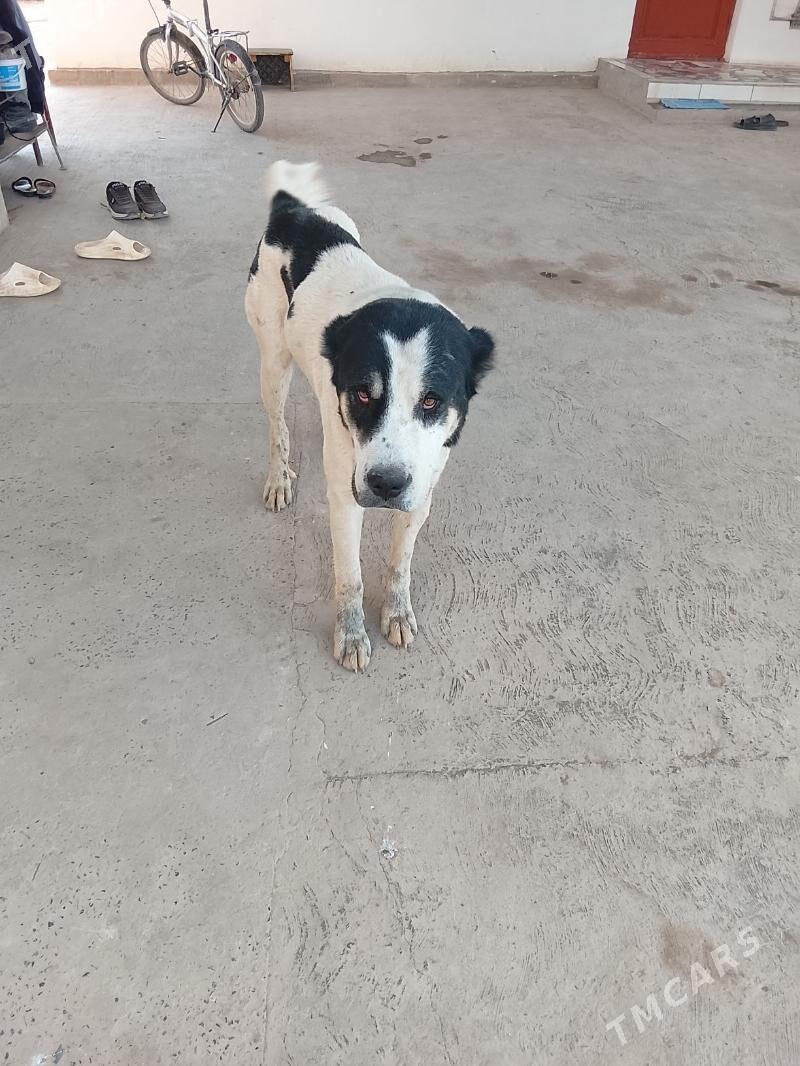 Joker - Саят - img 3