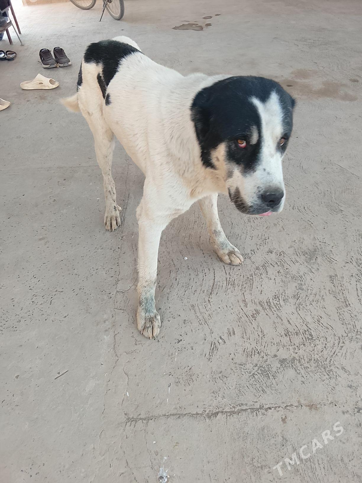 Joker - Саят - img 2