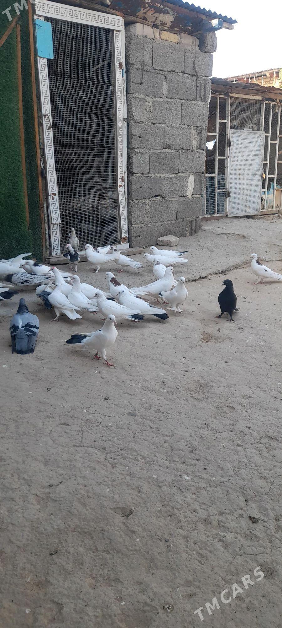 kepderi - Ýaşlyk - img 1