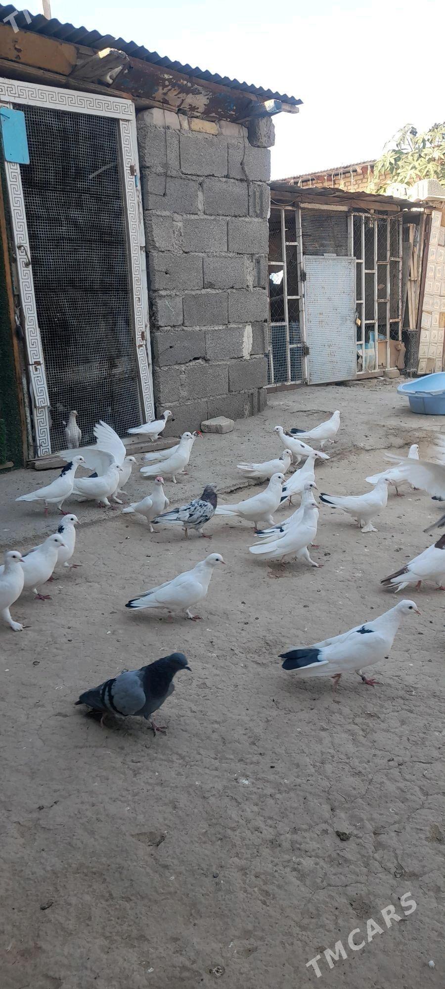 kepderi - Ýaşlyk - img 2