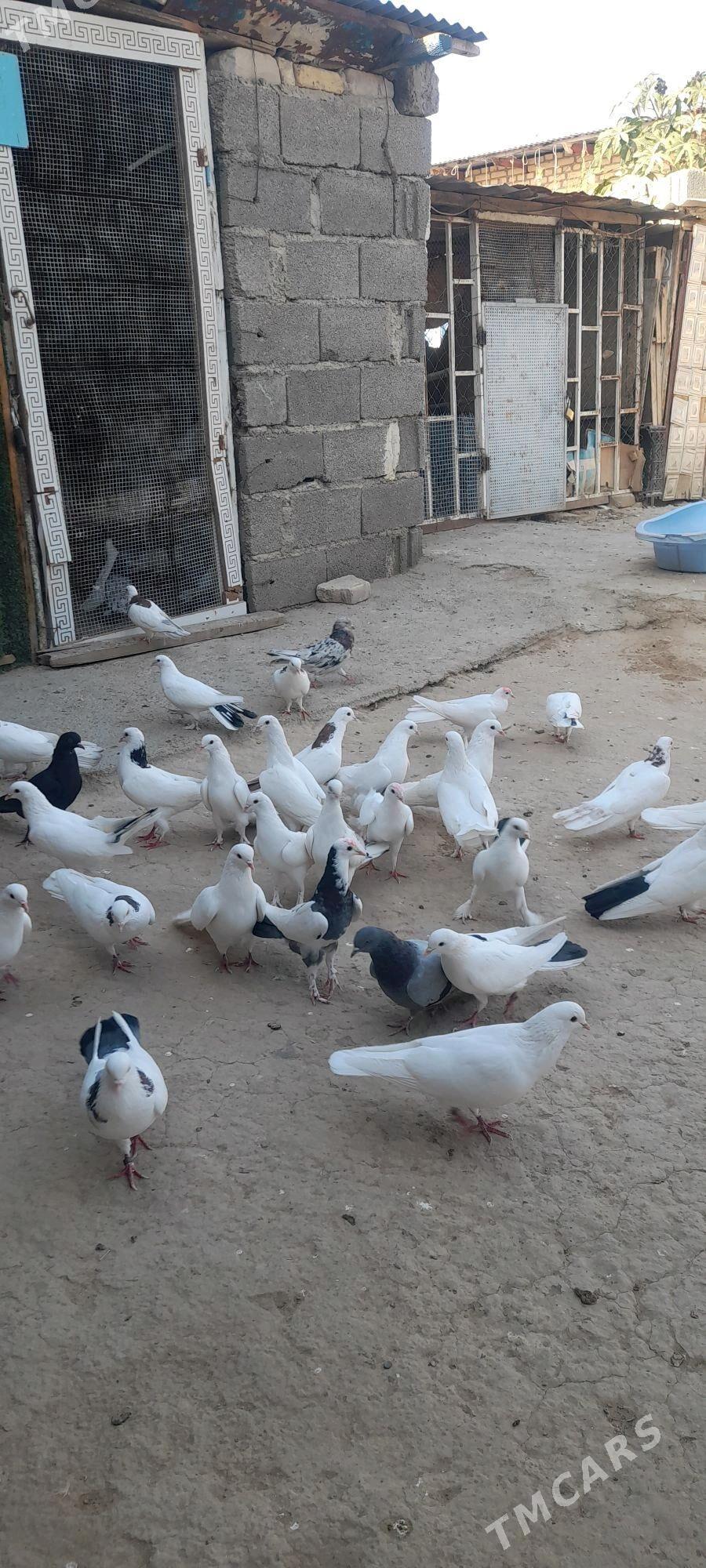 kepderi - Ýaşlyk - img 3