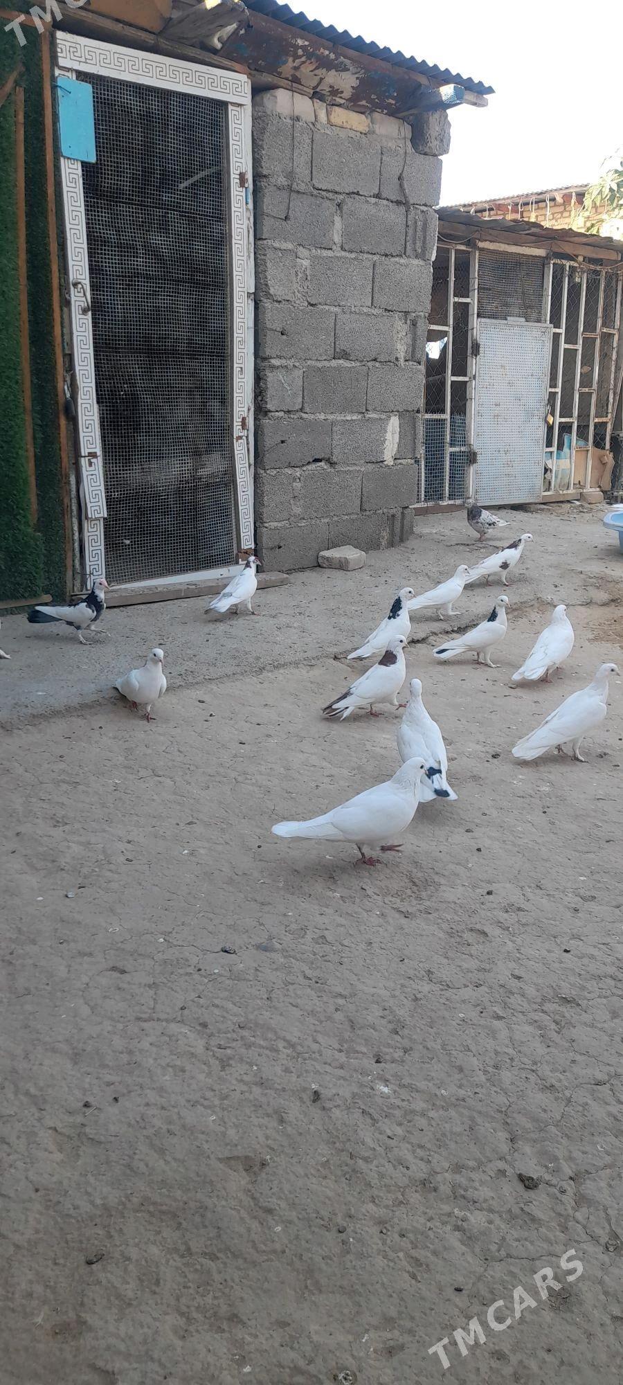 kepderi - Ýaşlyk - img 4