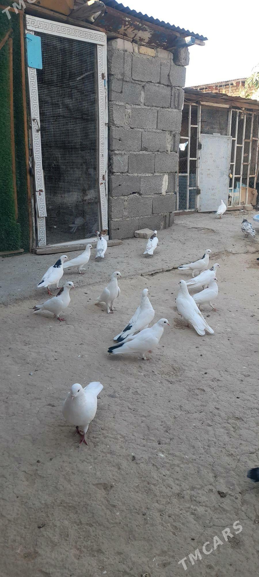 kepderi - Ýaşlyk - img 5