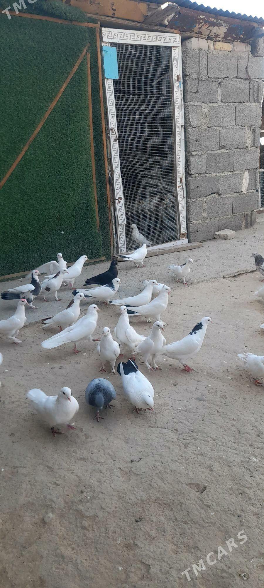 kepderi - Ýaşlyk - img 6