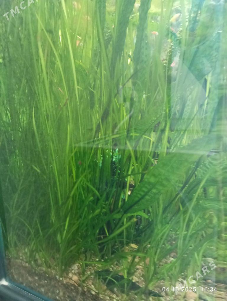 Растения/ Aquarium ot - 11 mkr - img 2