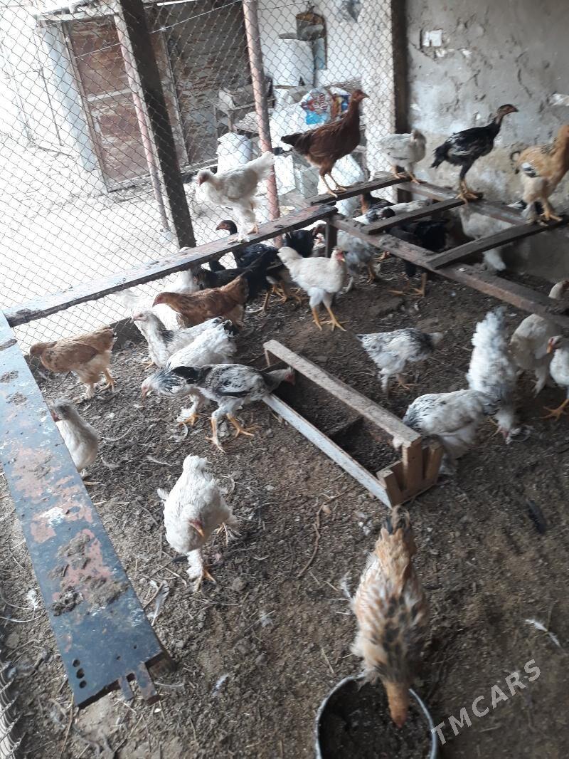 петыхи - Туркменабат - img 3