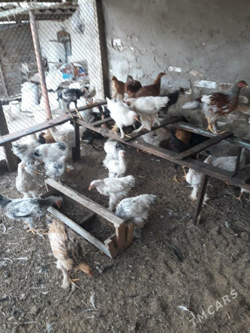 петыхи - Туркменабат - img 2