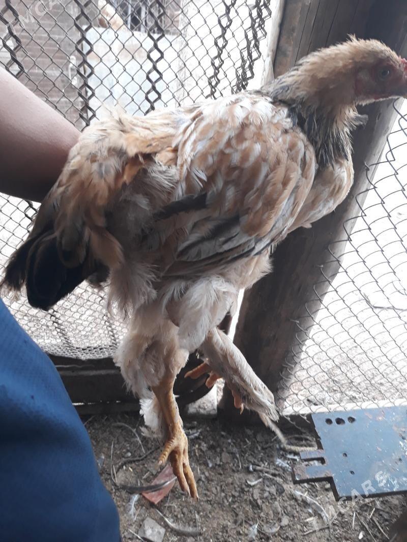 петыхи - Туркменабат - img 1