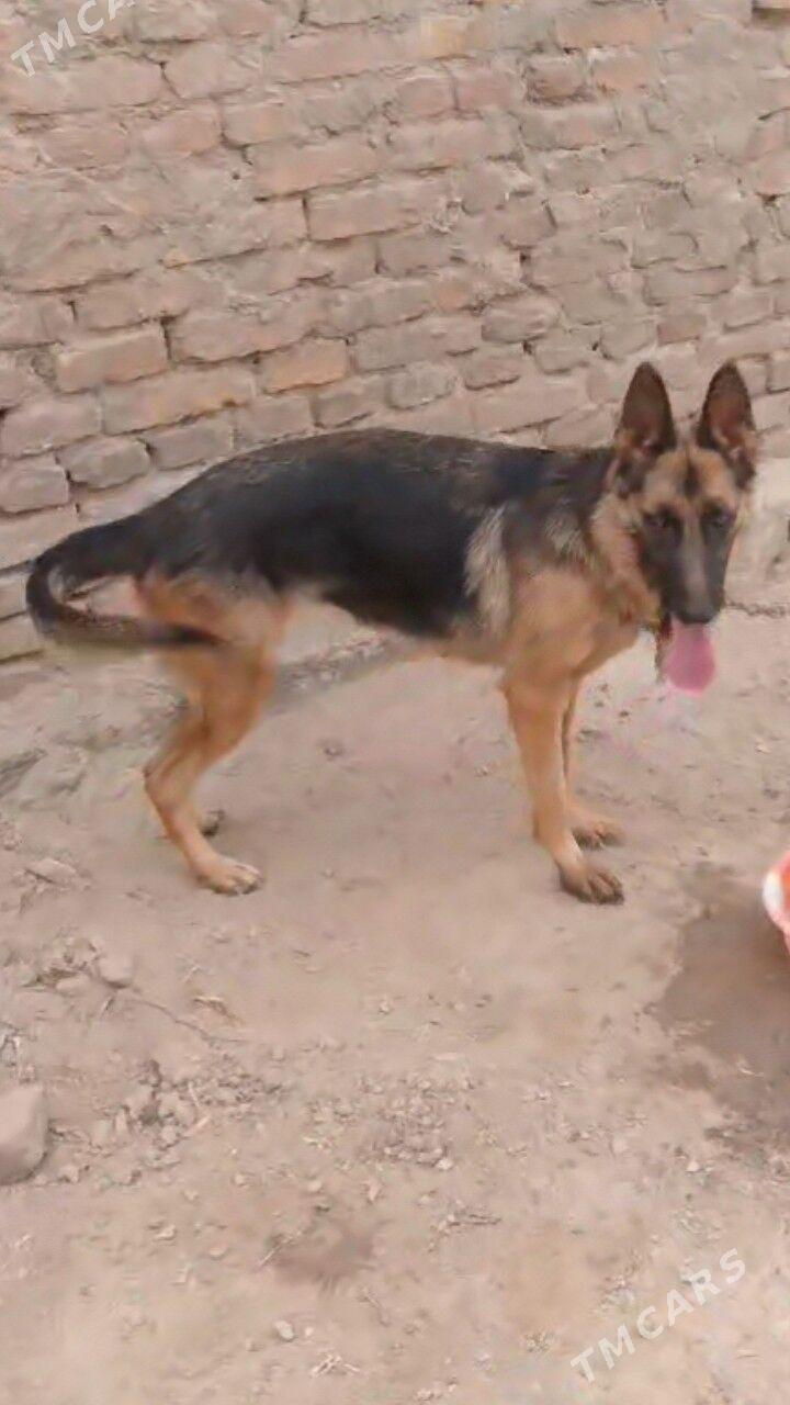 ОВЧАРКА - Туркменабат - img 1