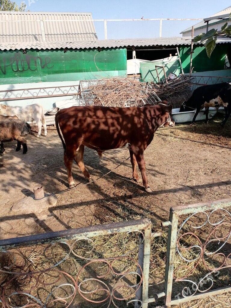 окуз - Gökje - img 3