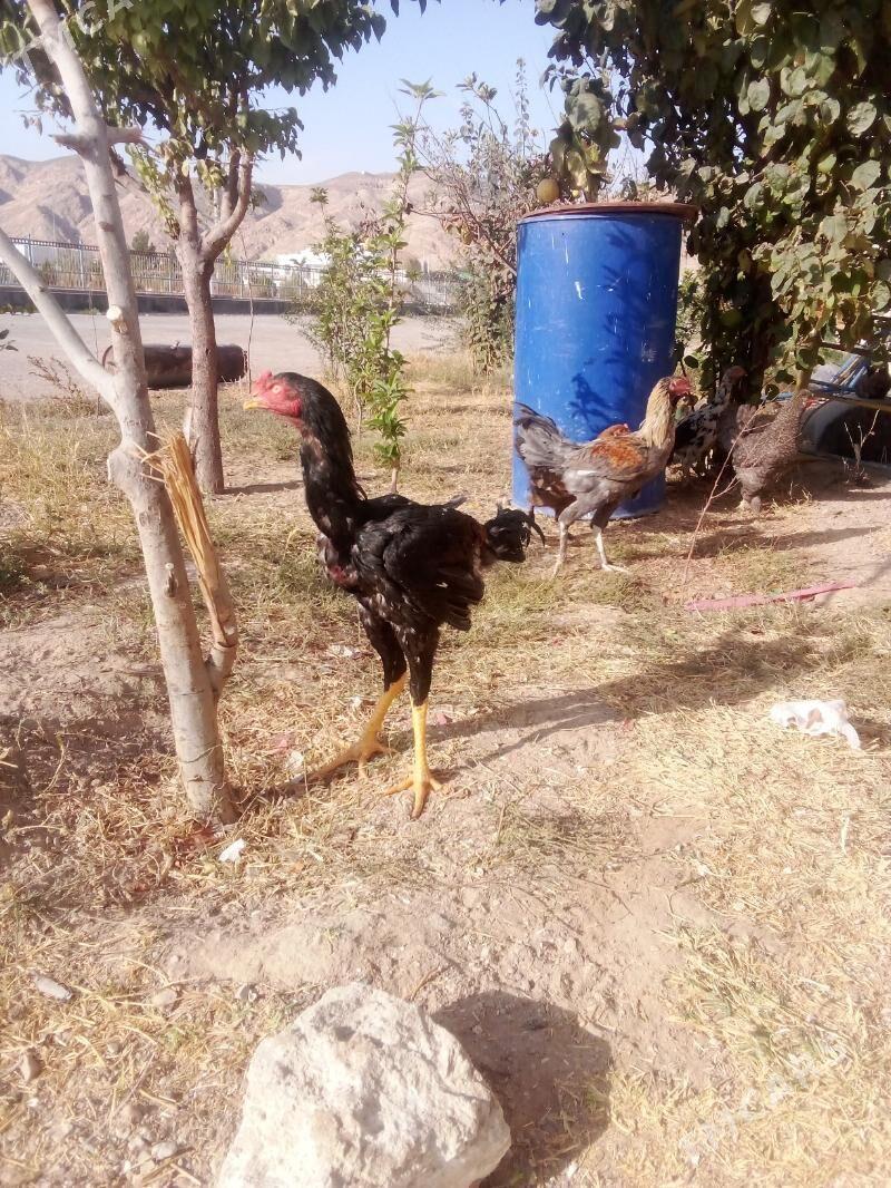 TAŞKENT HORAZ - Türkmenbaşy - img 3