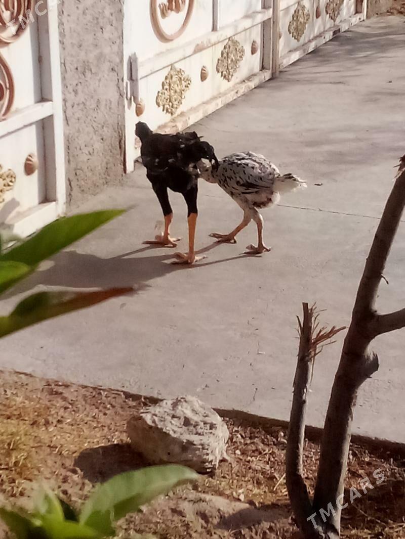 TAŞKENT HORAZ - Türkmenbaşy - img 2