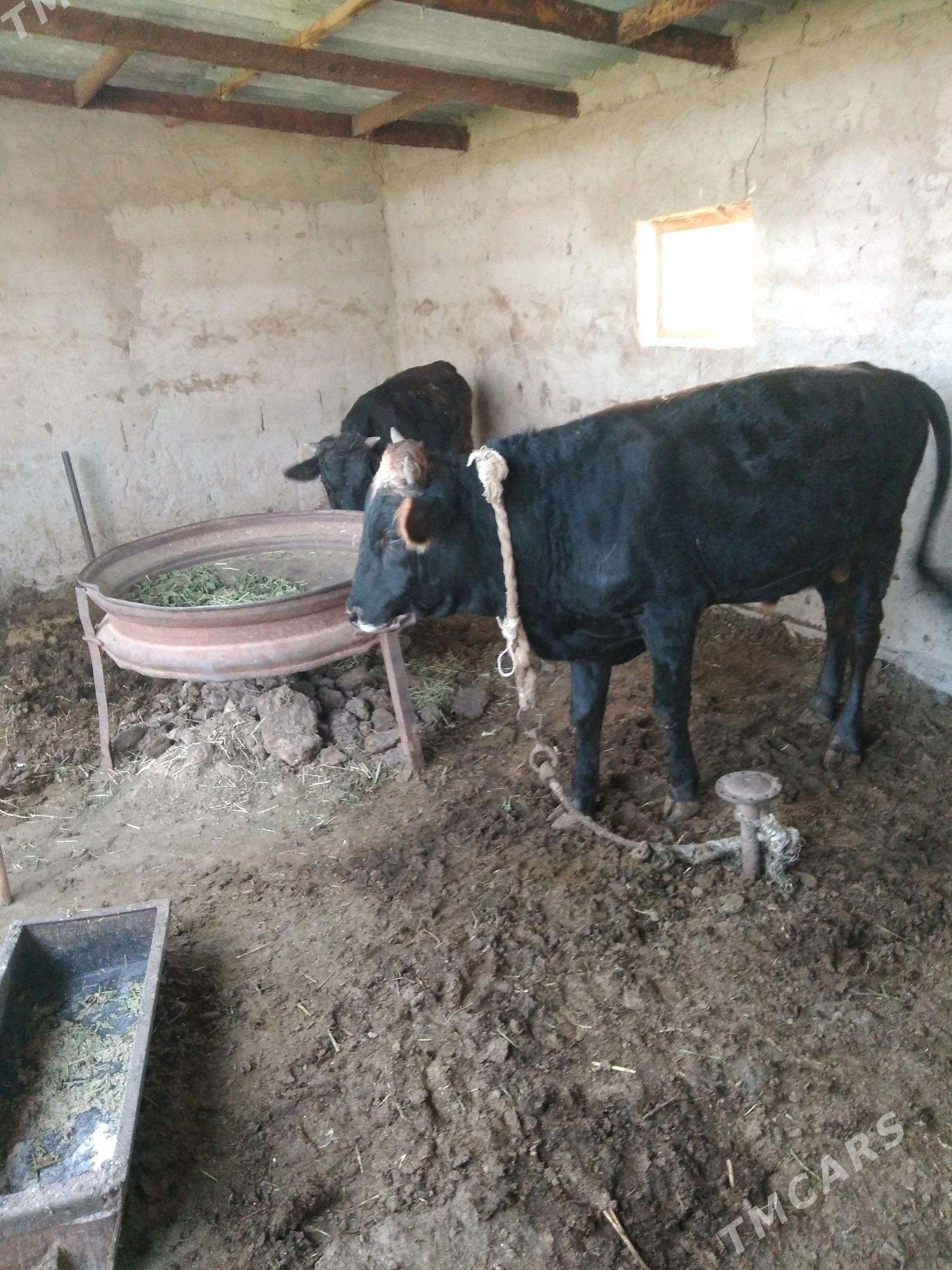 okuz - Babadaýhan - img 2