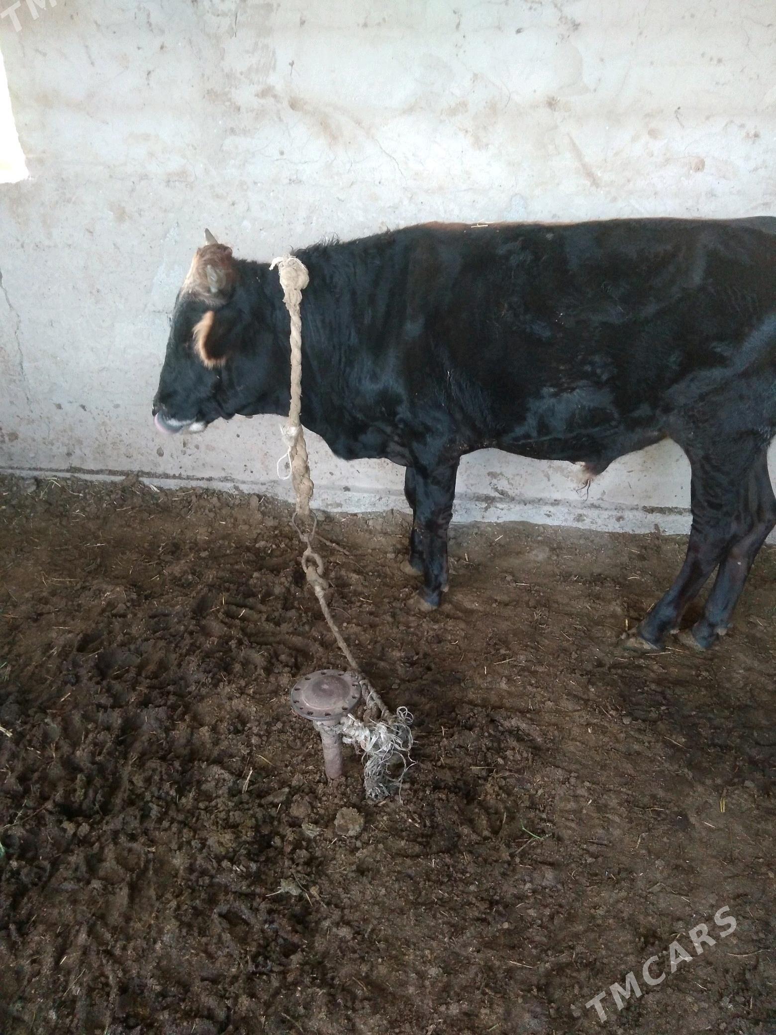 okuz - Babadaýhan - img 1