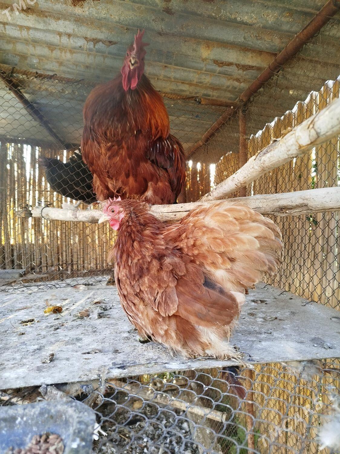 Kohin karlik - Türkmengala - img 1